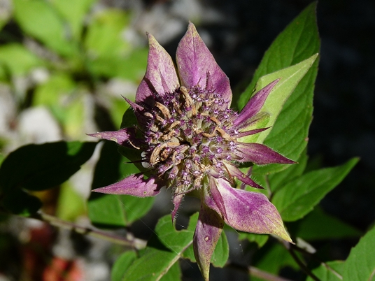 {Monarda fistulosa var. rubra}